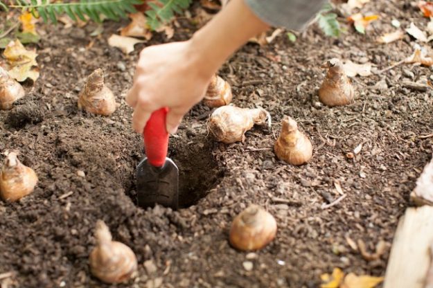 Plantarea florilor cu bulbi